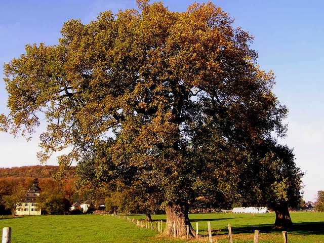 Eiche Herbst