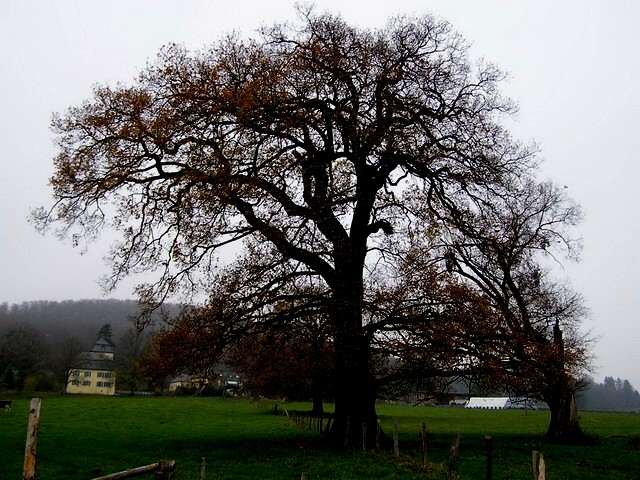 Eiche