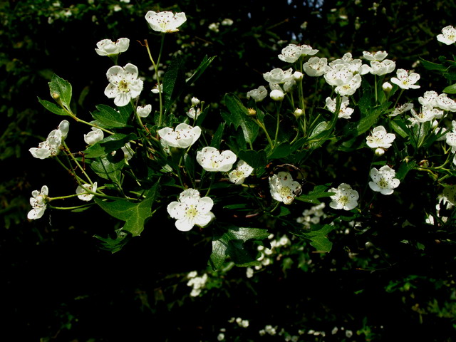 Weißdorn