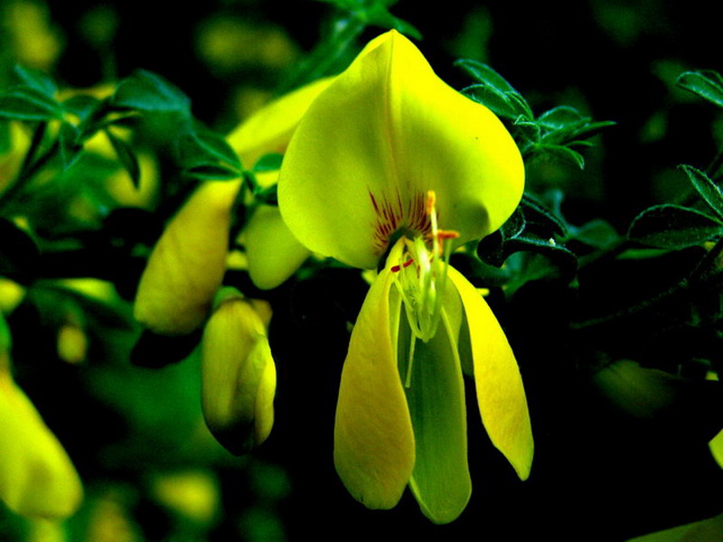Ginsterblüte
