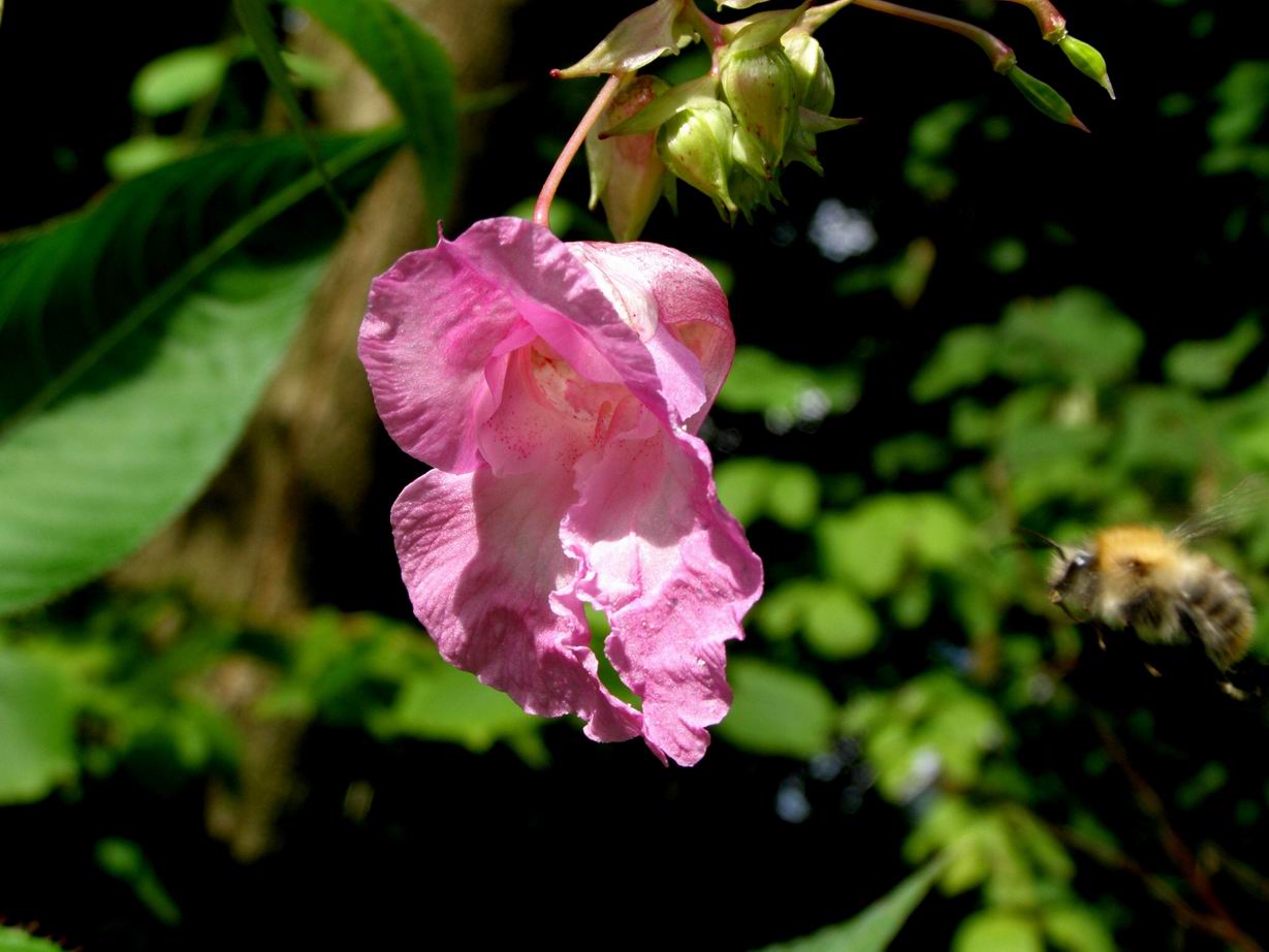 Drüsiges Springkraut