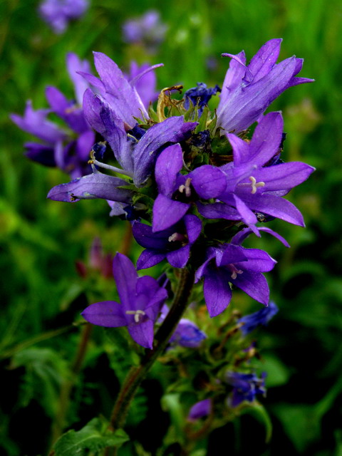 Büschelglockenblume