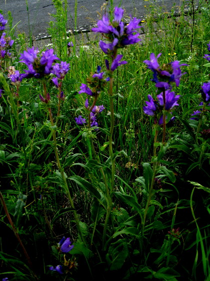 Knäuel -Glockenblume