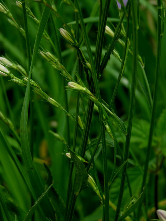 Wiesen-Glockenblume