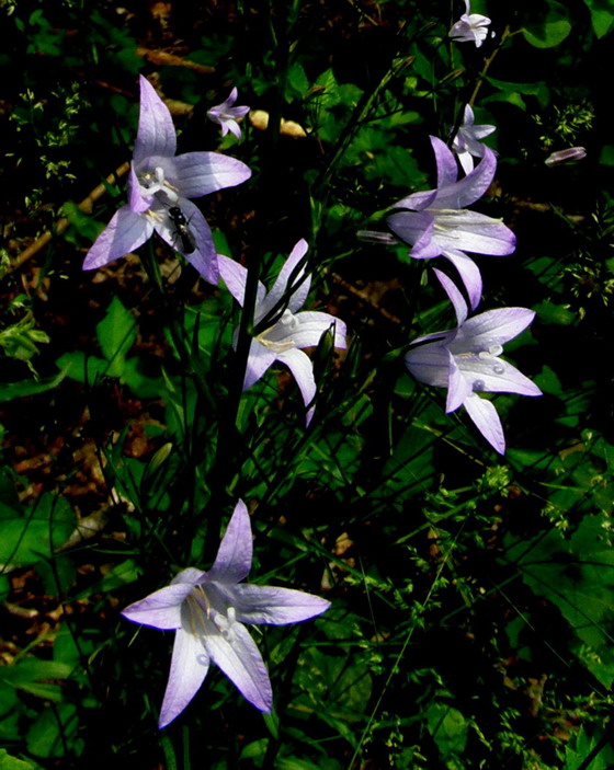 Wiesen-Glockenblume