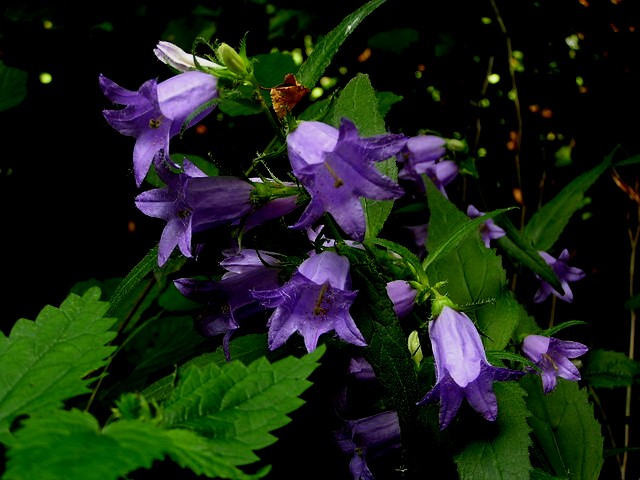 Glockenblume