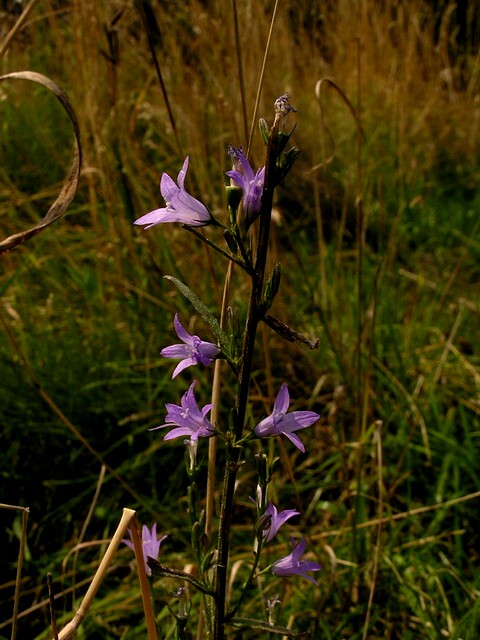 Wiesen-Glockenblume