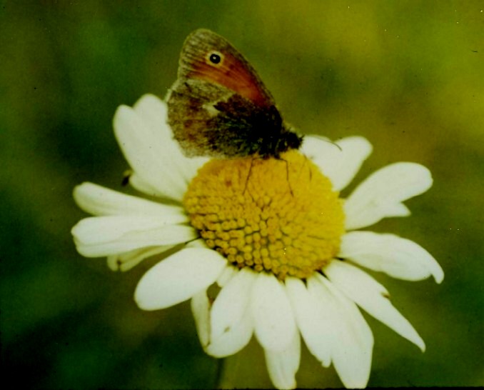 Margerite