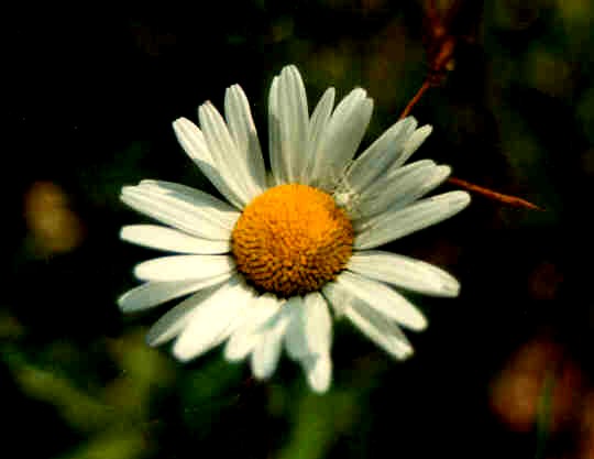 Margerite