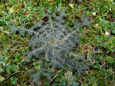 Kratzdistel