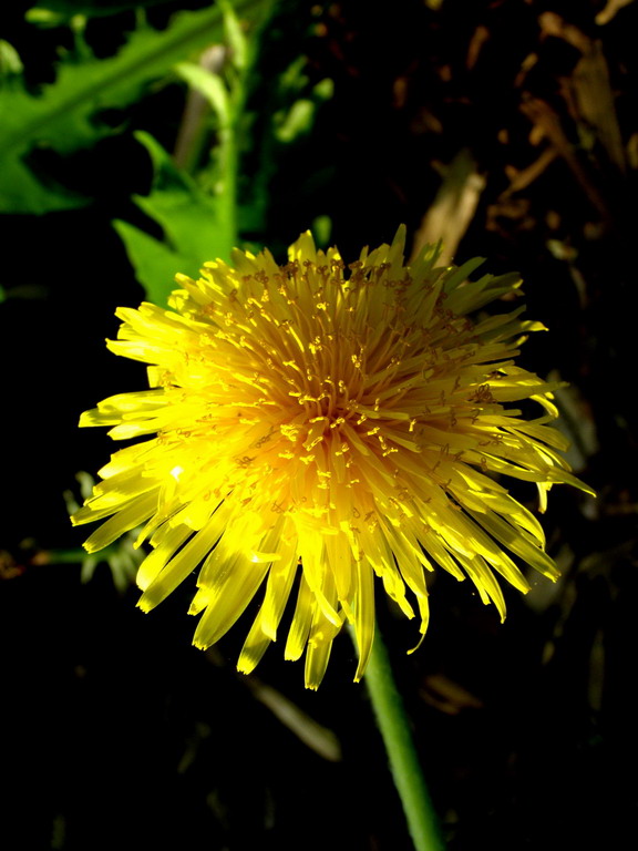 Löwenzahnblüte