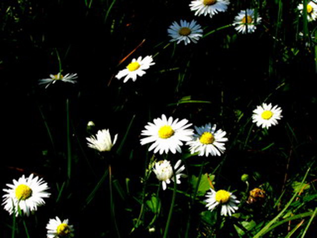 Gänseblümchen