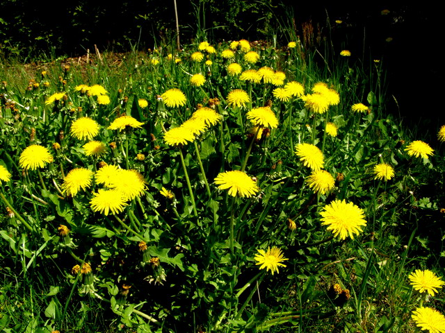 Löwenzahnwiese
