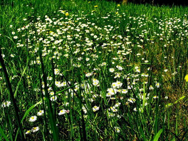 Gänseblümchenwiese