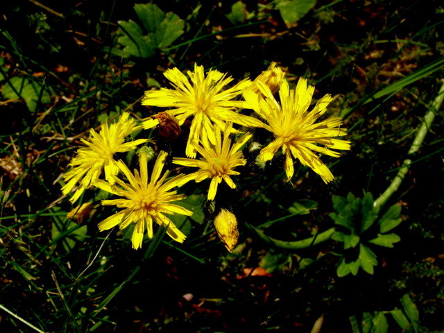 Wiesenbocksbart