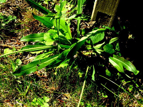 Wiesenbocksbart