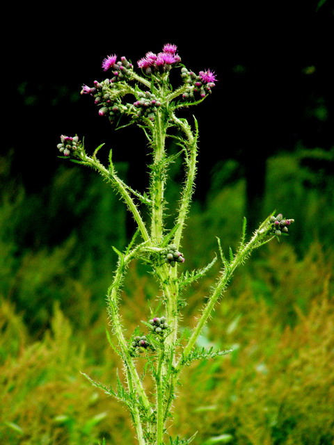 Mariendistel