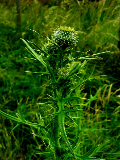 Kratzdistel