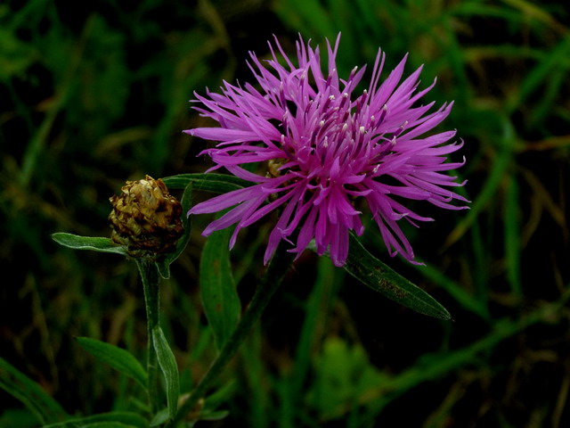 Kornblume