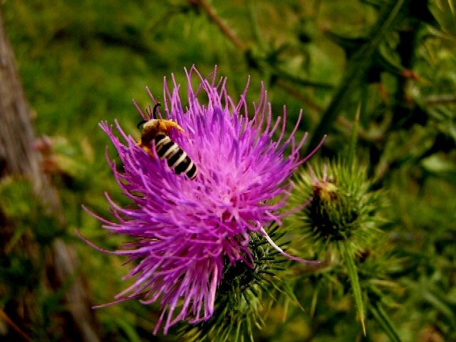 Kratzdistel
