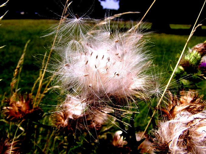 Distel Fruchtstand