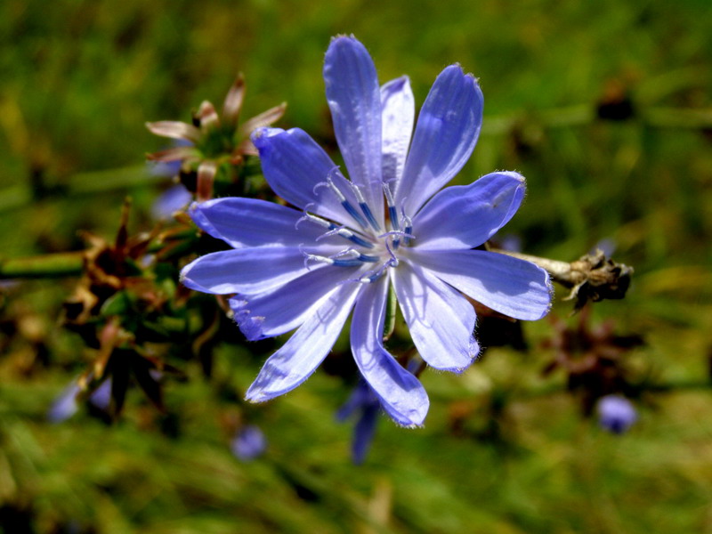 Wegwarte
