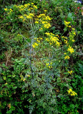 Zweifarbiges Greiskraut