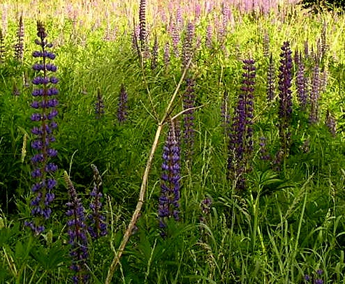 Lupinen