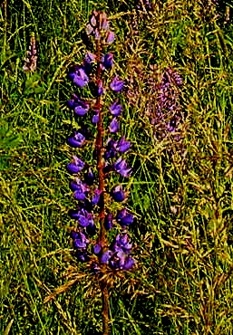Lupine