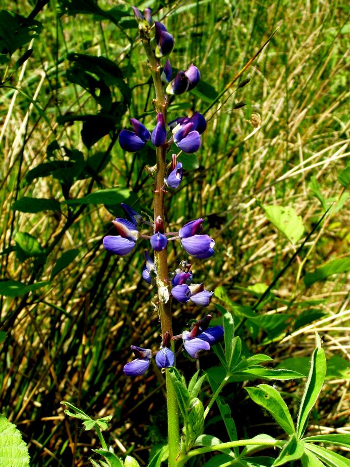 Lupine