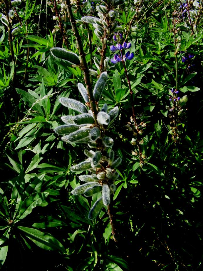Lupine