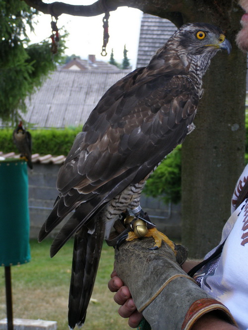 Falkner