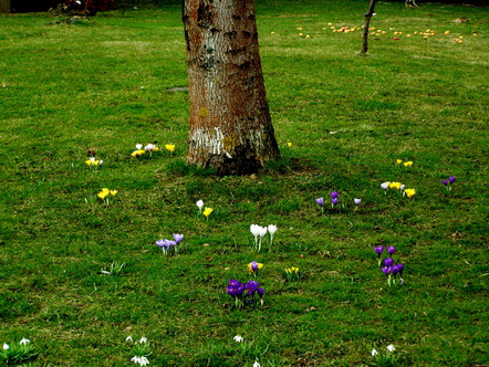 Krokusse
