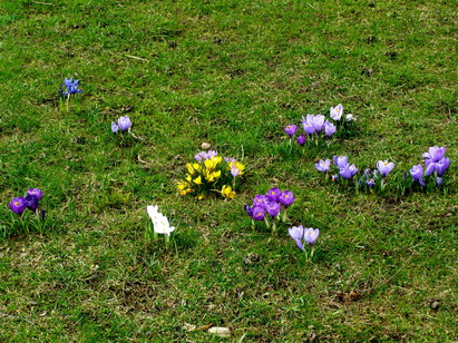 Krokusse