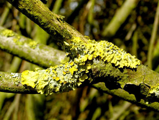 Flechte