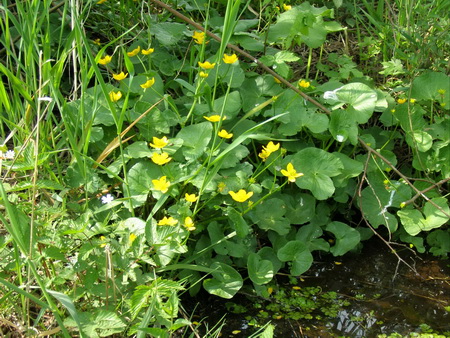 Eisenbach-Wiesen