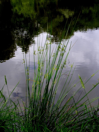 Teich