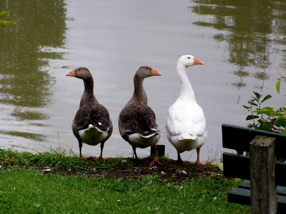 Gänse