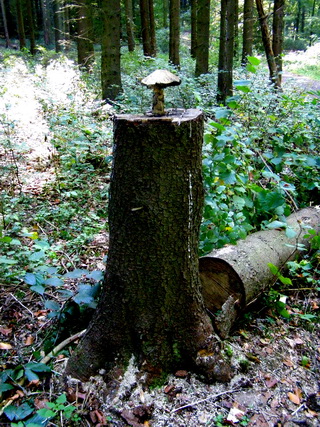 Pilz