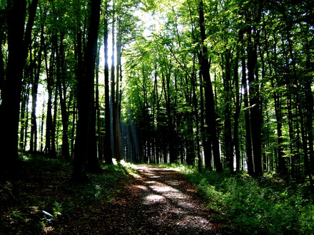Wald
