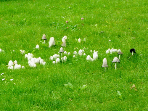 Pilze