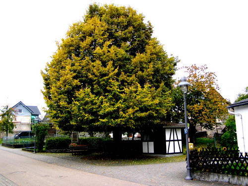 Dorflinde