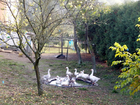 Gänse
