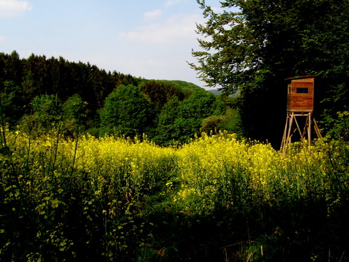 Rapsfeld