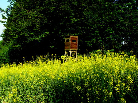 Rapsfeld