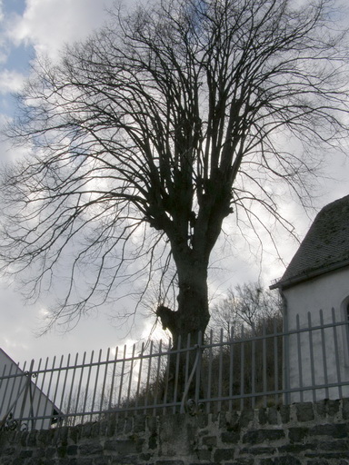 Baum